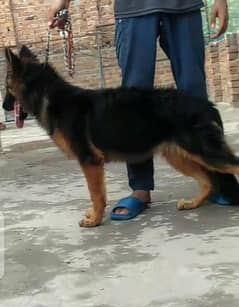 top quality German Shepherd female long cod age 6 month heavy Bond