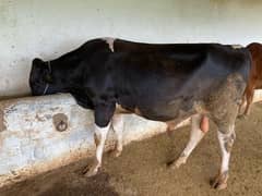 Bulls | fresien cow | bachra | wacha | Janwar