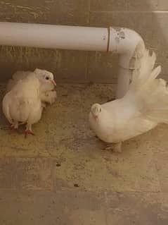 Fancy Pigeon Pair