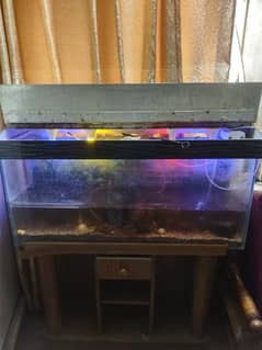 fish aquarium