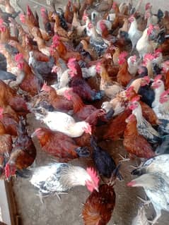 golden misri hens for sale