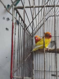 lovebird