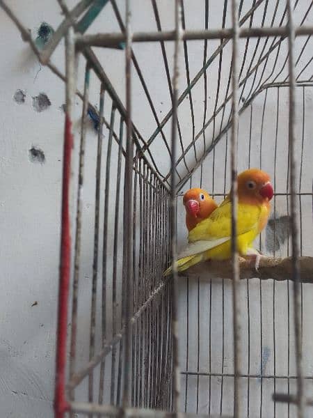 lovebird pair price 3200 pH no 03271478024 0