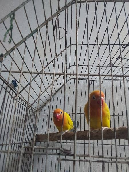 lovebird pair price 3200 pH no 03271478024 2