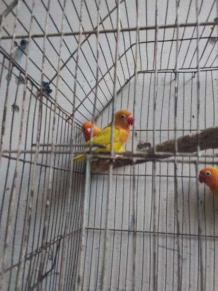 lovebird pair price 3200 pH no 03271478024 3