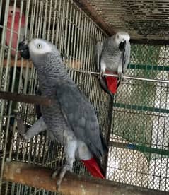 congo gray Paroot pair /03152248124 0