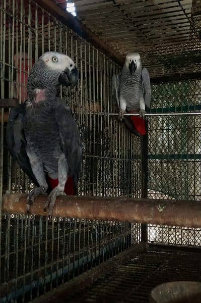 congo gray Paroot pair /03152248124 1