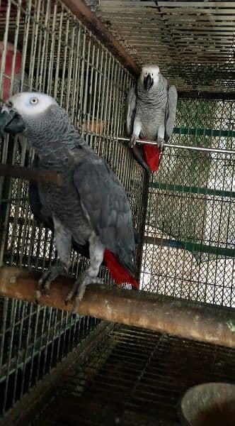 congo gray Paroot pair /03152248124 2