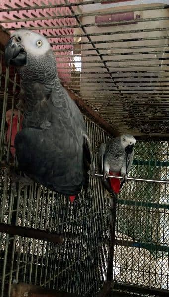 congo gray Paroot pair /03152248124 3