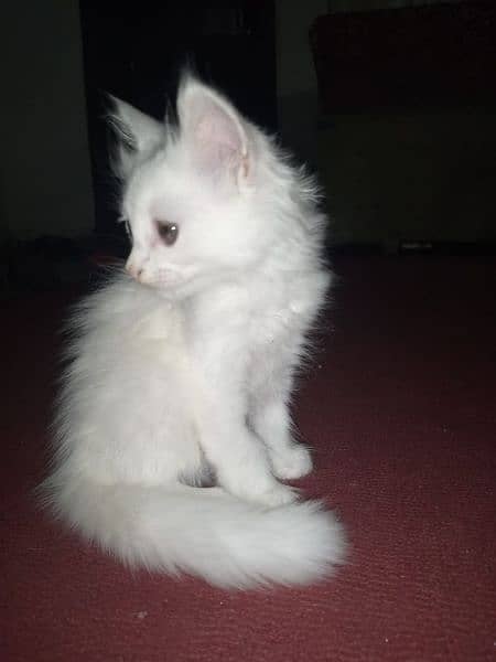 Persian triple coated kitten full active and play full 2