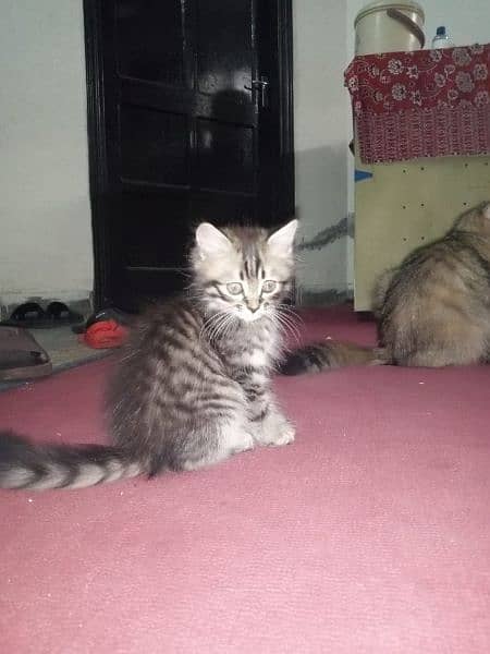 Persian triple coated kitten full active and play full 3