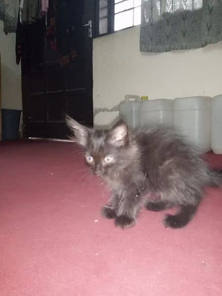 Persian triple coated kitten full active and play full 15