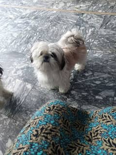 shihtzu breeder female dog