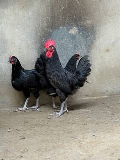 Australorp, Plymouthrock, Rhode Island Red, Aseel 0