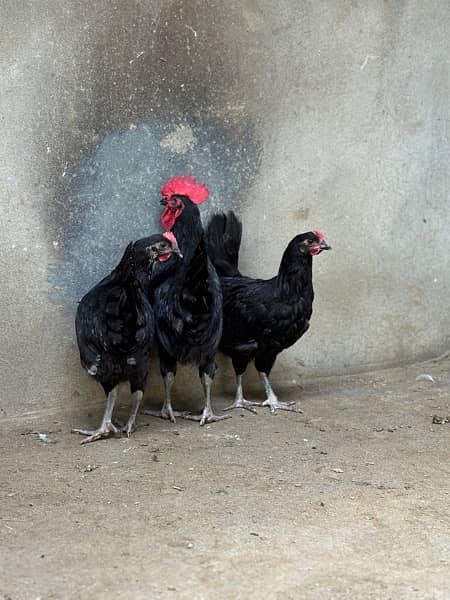 Australorp, Plymouthrock, Rhode Island Red, Aseel 1