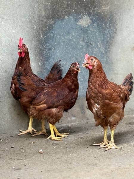 Australorp, Plymouthrock, Rhode Island Red, Aseel 2