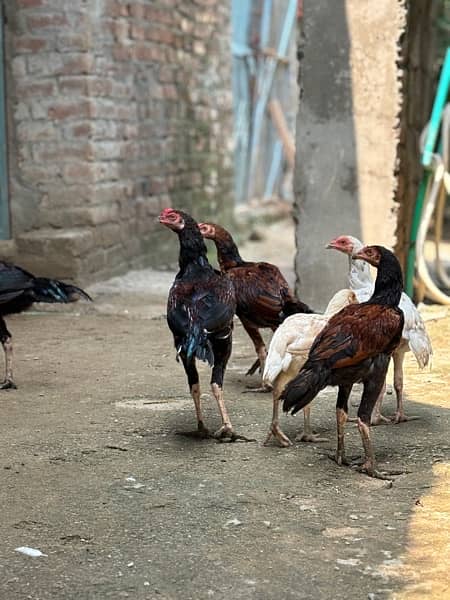 Australorp, Plymouthrock, Rhode Island Red, Aseel 3