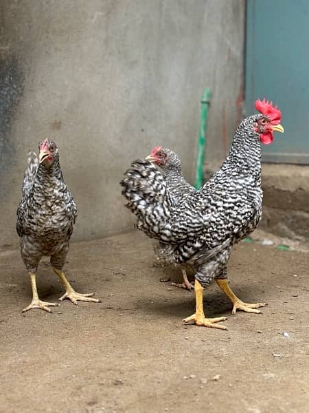 Australorp, Plymouthrock, Rhode Island Red, Aseel 4