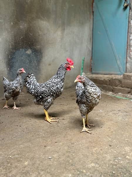 Australorp, Plymouthrock, Rhode Island Red, Aseel 5