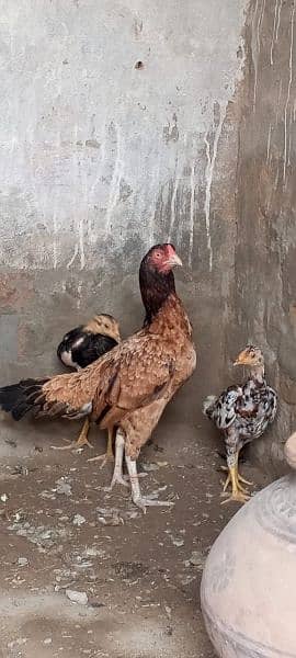 Aseel Pair+Aseel Chicks 14