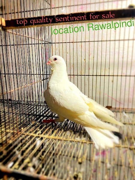 fancy pigeons available 1