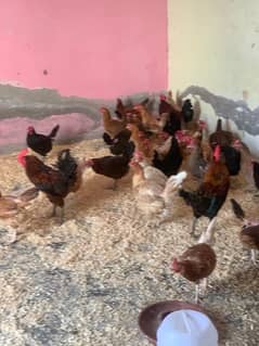 desi hen|henegg|murgian| | murgi | desi for sale | pure hen | desi hen