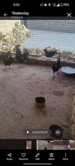 Austrolop 4 hens 2 rooster for sale