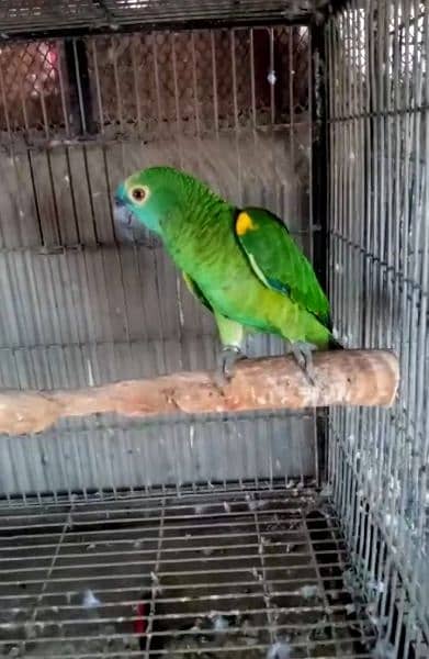 blue frunted Amazon female 03156376925 0