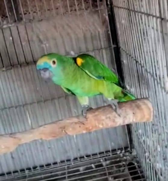 blue frunted Amazon female 03156376925 1