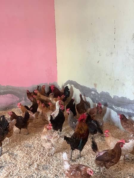 anda wali murgi| murgi | murgi for sale | pure desi hen | desi hen 2