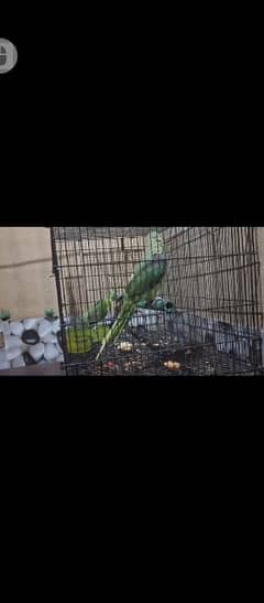 Raw parrot 1 pairs Bolny waly parrot