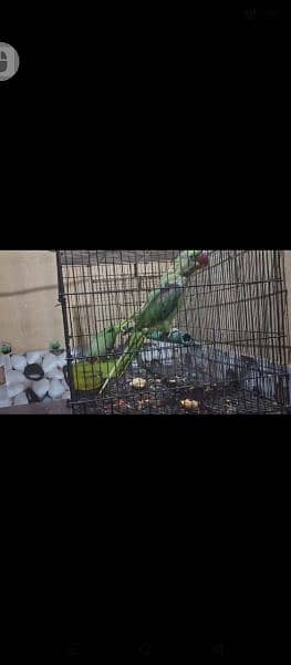 Raw parrot 1 pairs Bolny waly parrot 1