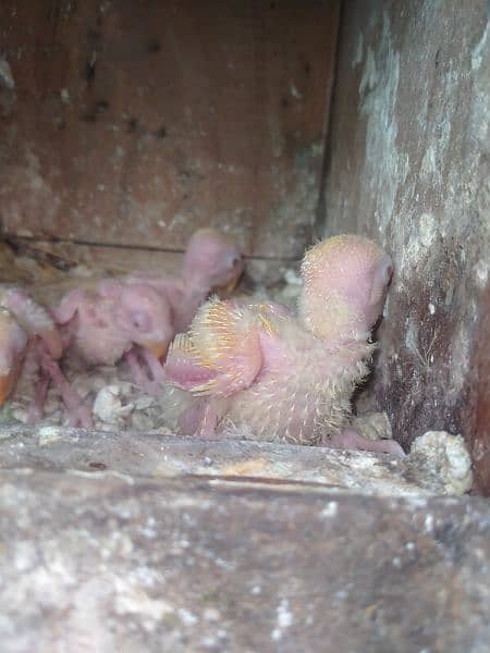 Love bird chicks 3