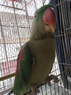 Pahari Parrot