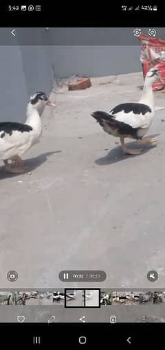 Moscovy pied ducks.