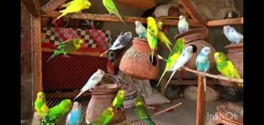 Australian parrots breader 1 pair 1000