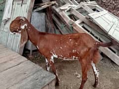 nagra bakri for sale 03052593845