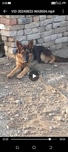 female German shepherd