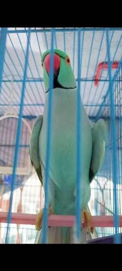 Beautiful and Healthy Talking blue ringneck