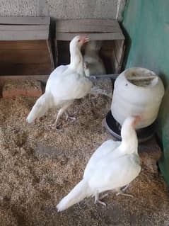 Light Sussex and White Heera chicks available