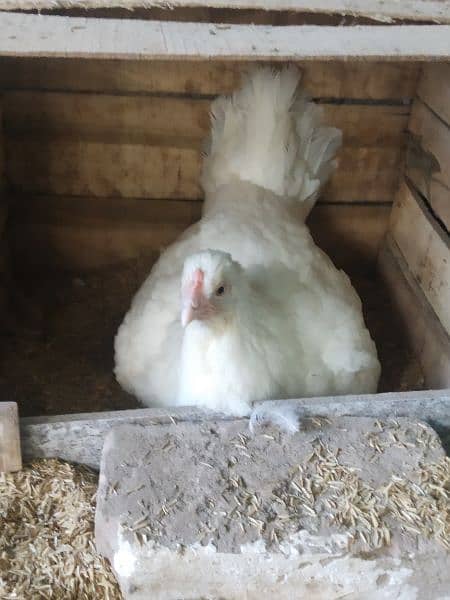 Light Sussex and White Heera chicks available 1