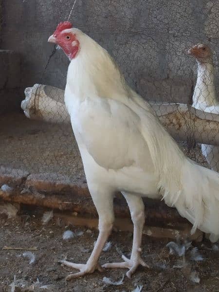 Light Sussex and White Heera chicks available 2