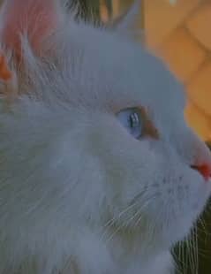 full white punch cat 2 doubles coat   blue eyes