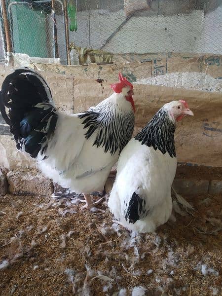 Light Sussex and White Heera chicks available 10