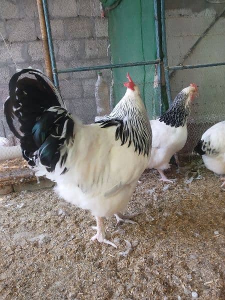 Light Sussex and White Heera chicks available 13