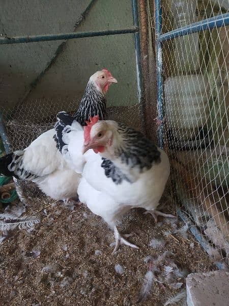 Light Sussex and White Heera chicks available 14