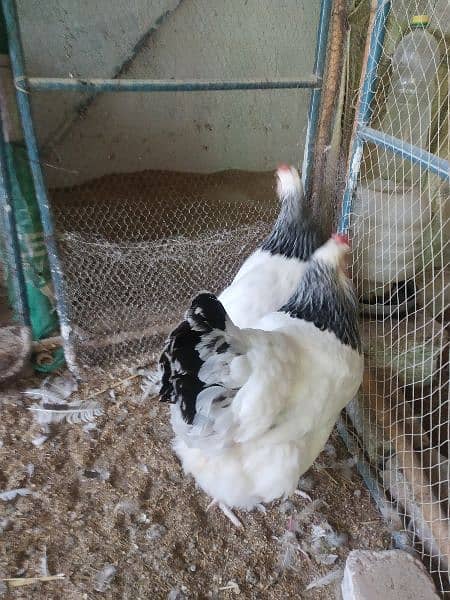 Light Sussex and White Heera chicks available 15