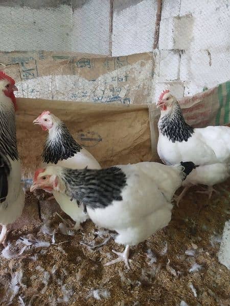 Light Sussex and White Heera chicks available 16