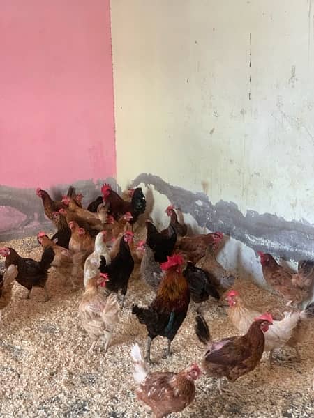 desi murgi | murgi |misri| murgi for sale | pure hen | desi hen 0