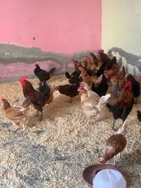 desi murgi | murgi |misri| murgi for sale | pure hen | desi hen 2